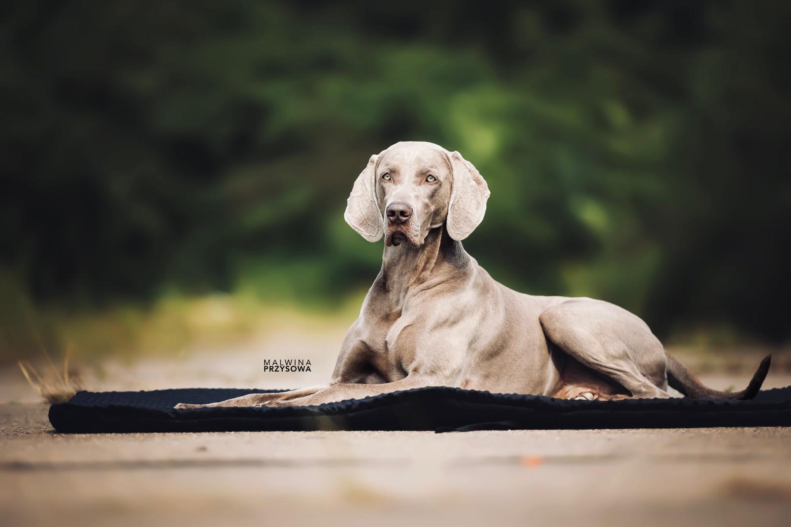 Unusual Life Alive Silver — portret Zorna
